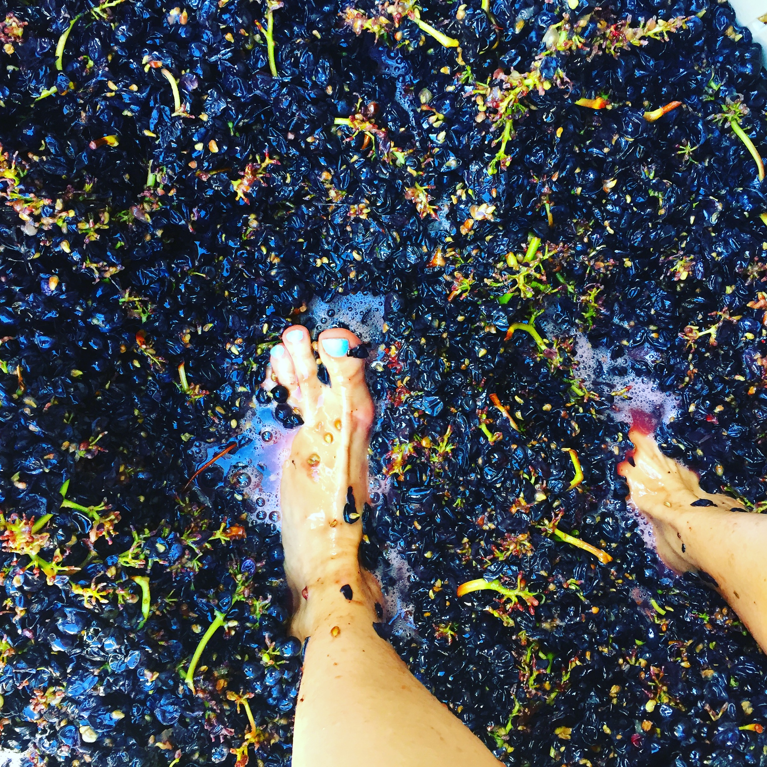 Grape stomping