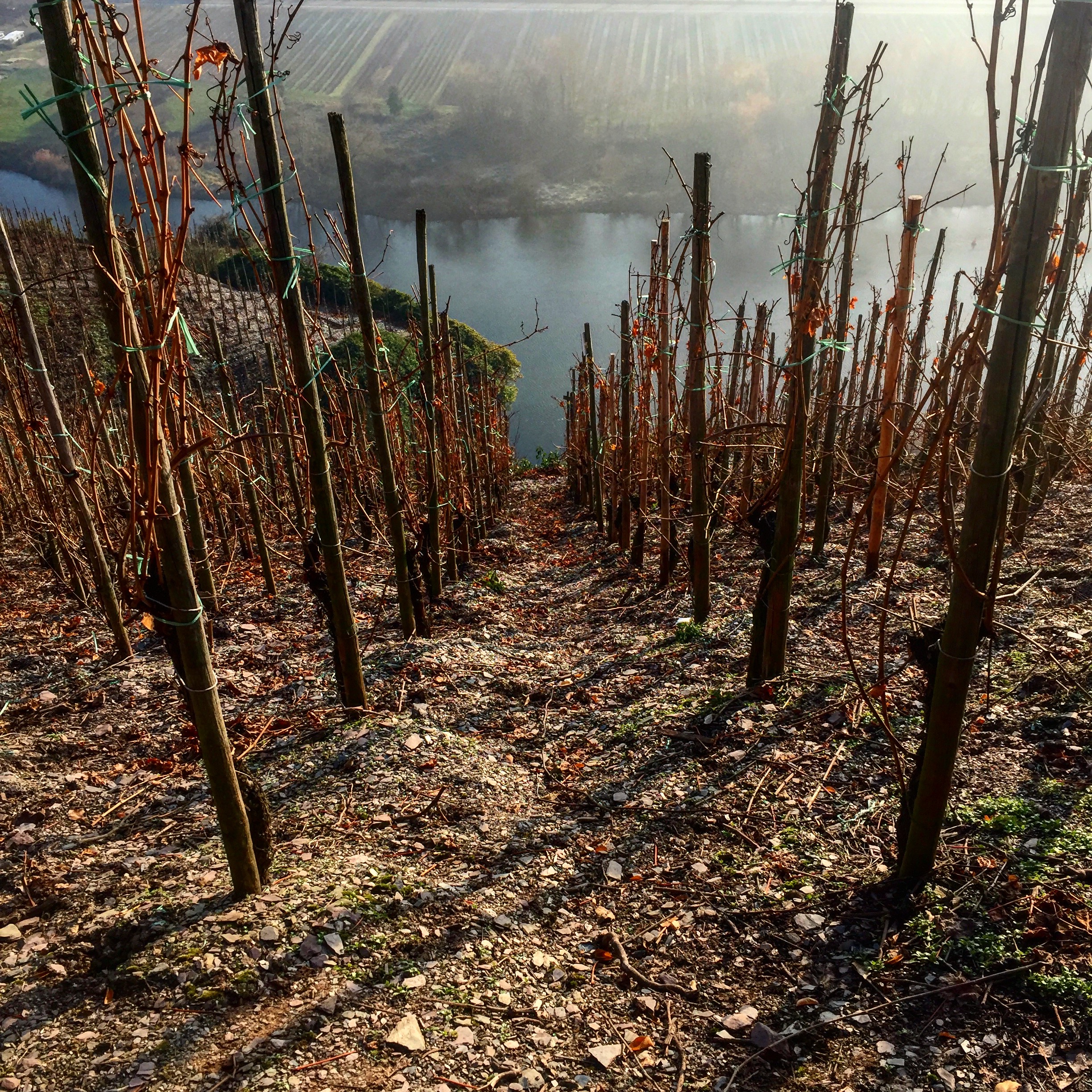 Winter vineyard